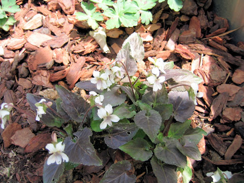 Viola yezoensis f. discolor