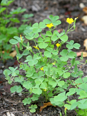 Oxalis corniculata f. erecta