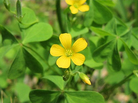 Oxalis corniculata f. erecta