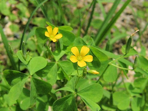 Oxalis corniculata f. erecta