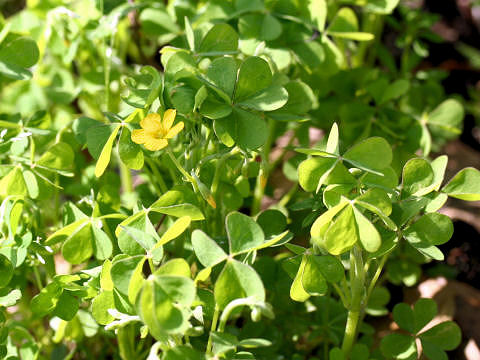 Oxalis corniculata f. erecta