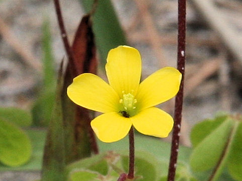 Oxalis corniculata f. erecta