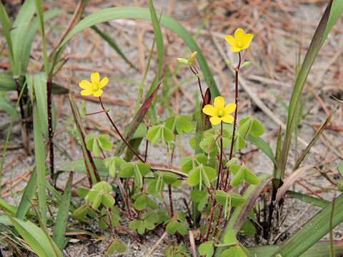 Oxalis corniculata f. erecta