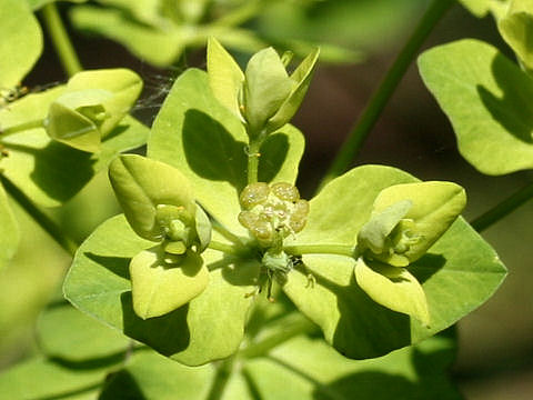 Euphorbia pekinensis