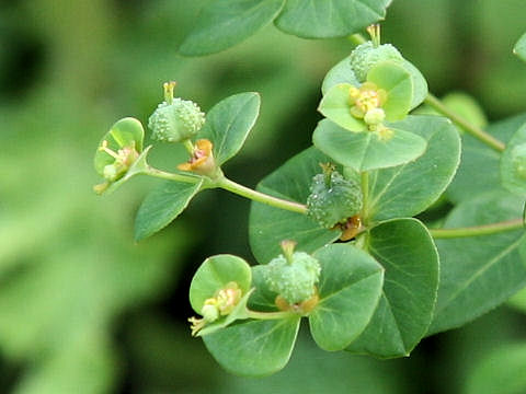 Euphorbia pekinensis