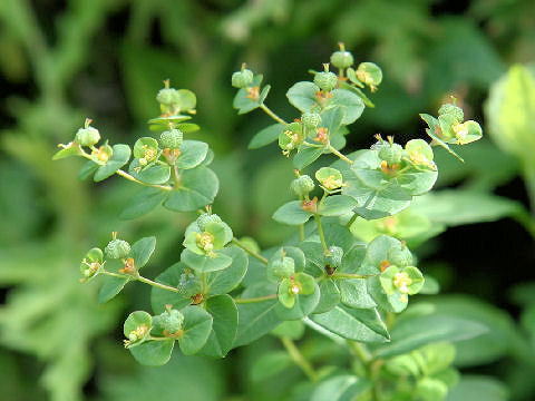 Euphorbia pekinensis