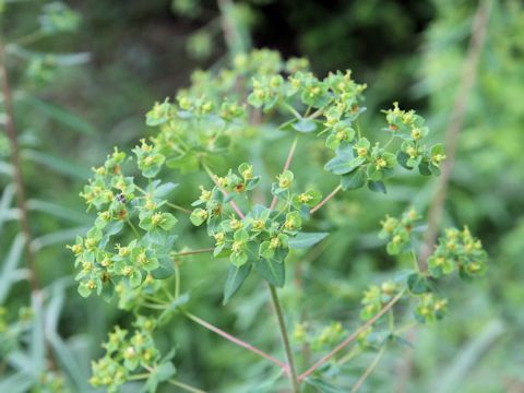 Euphorbia pekinensis