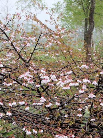 Prunus nipponica