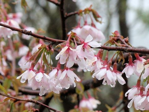 Prunus nipponica