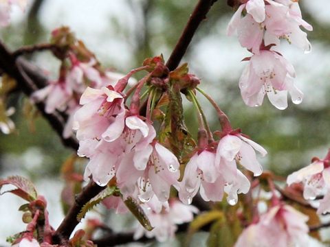 Prunus nipponica