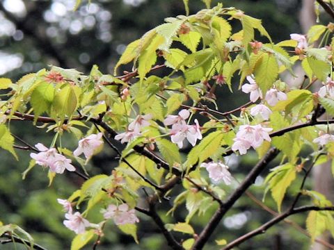 Prunus nipponica