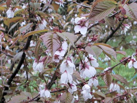 Prunus nipponica