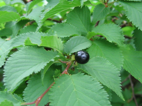 Prunus nipponica