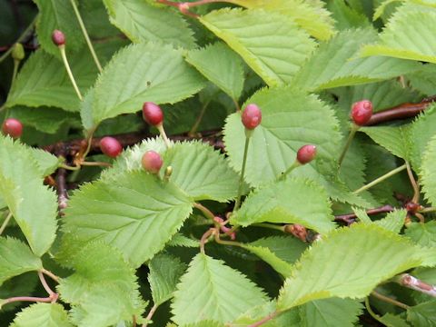 Prunus nipponica