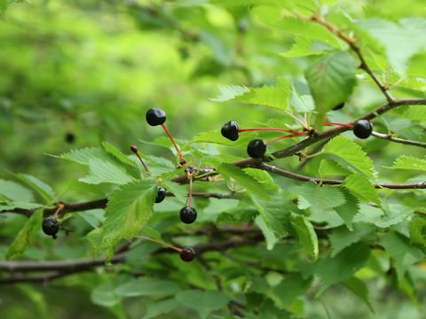 Prunus nipponica