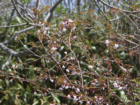 Prunus nipponica