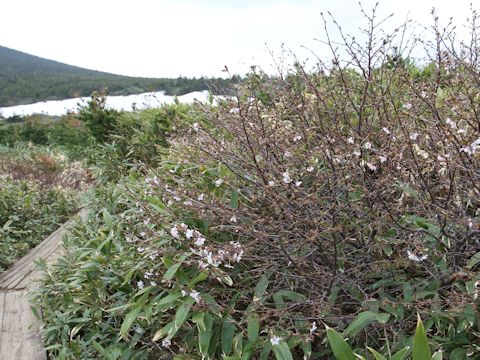 Prunus nipponica