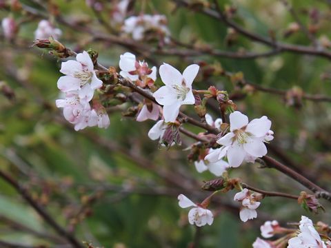 Prunus nipponica