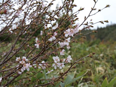 Prunus nipponica