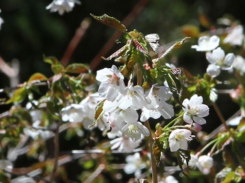 Prunus nipponica