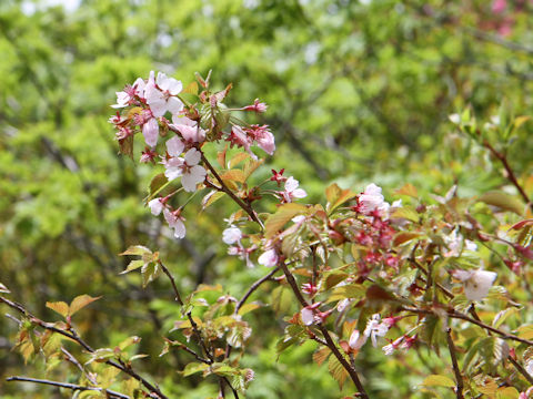 Prunus nipponica