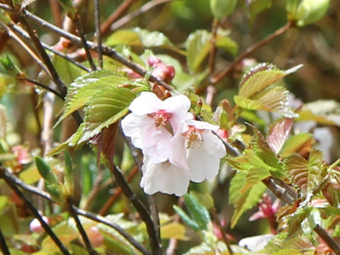 Prunus nipponica