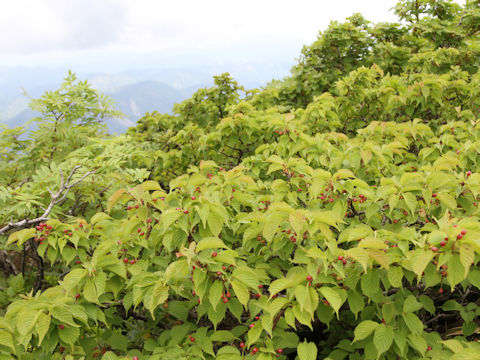 Prunus nipponica