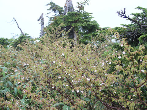 Prunus nipponica