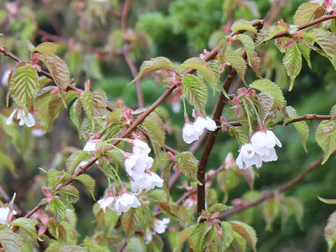 Prunus nipponica