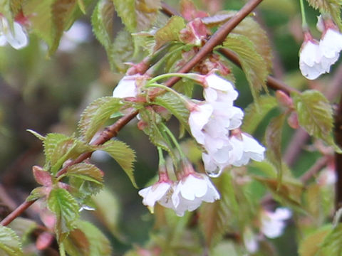 Prunus nipponica