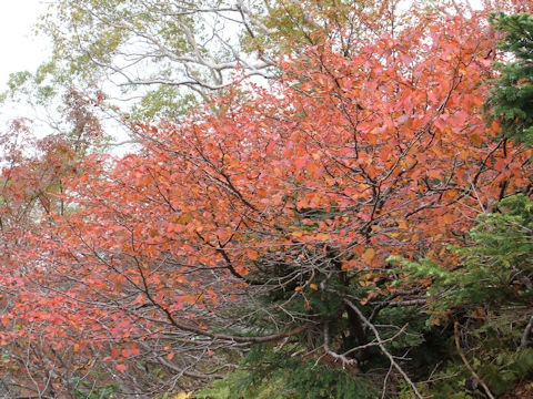 Prunus nipponica