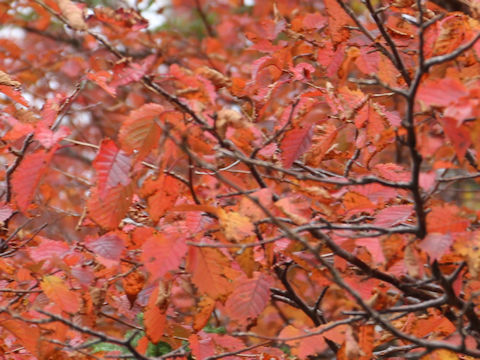 Prunus nipponica