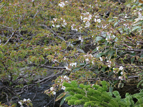 Prunus nipponica