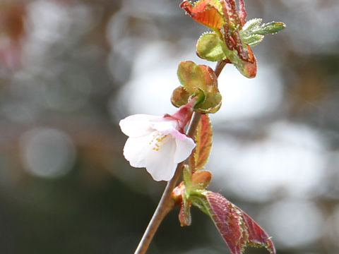 Prunus nipponica