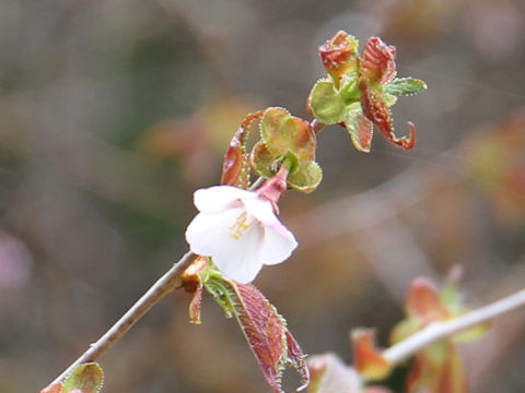 Prunus nipponica