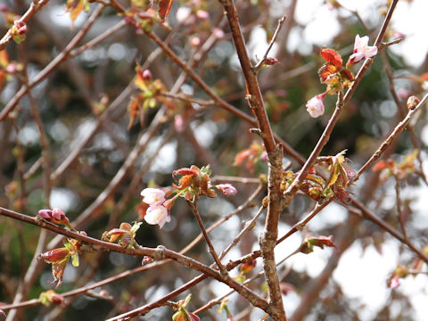 Prunus nipponica