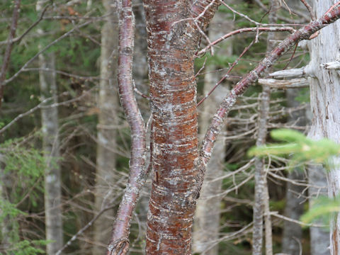 Prunus nipponica