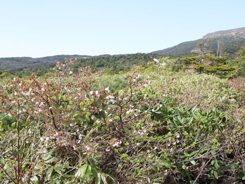 Prunus nipponica