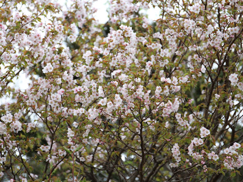 Prunus nipponica