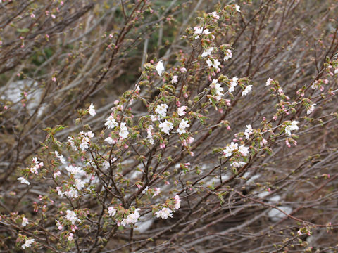 Prunus nipponica