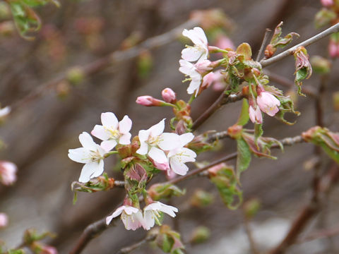 Prunus nipponica