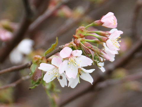 Prunus nipponica