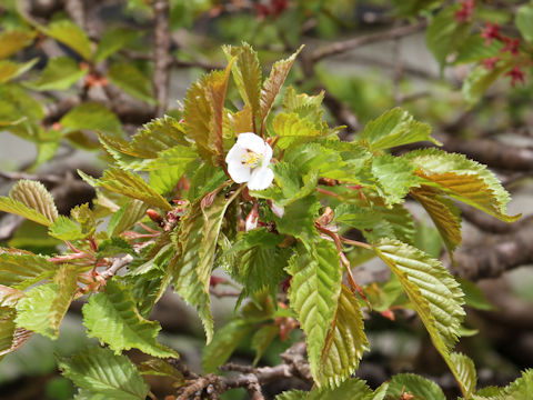 Prunus nipponica