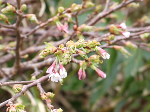 Prunus nipponica