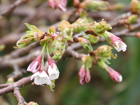 Prunus nipponica