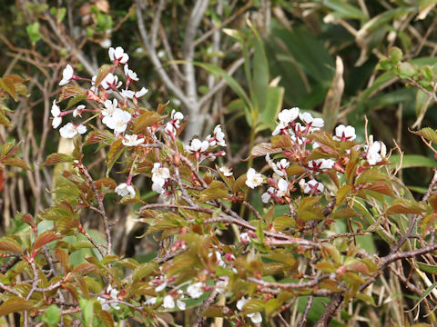 Prunus nipponica