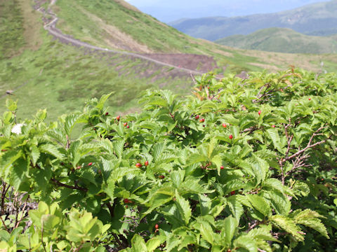 Prunus nipponica