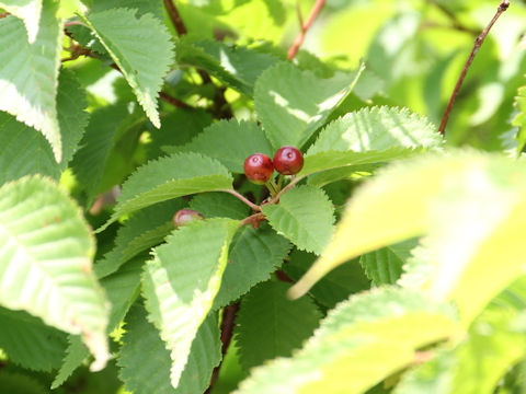 Prunus nipponica