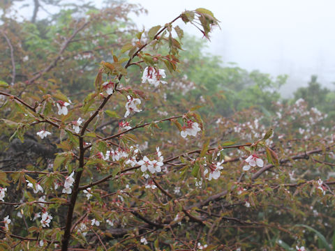 Prunus nipponica