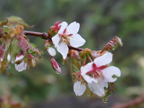 Prunus nipponica